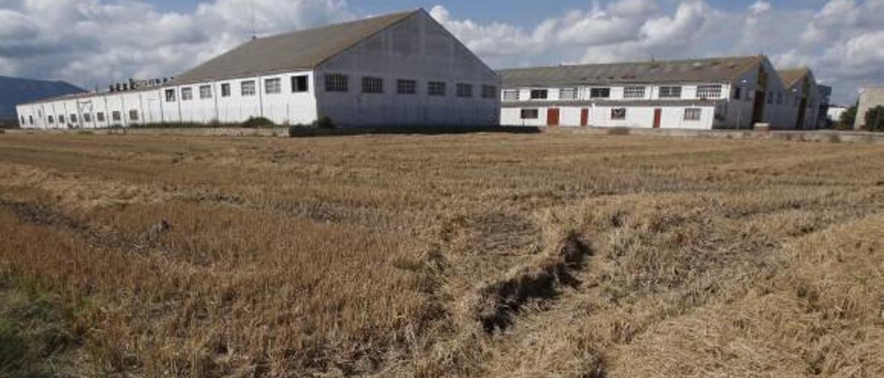 El alto coste de la recogida amenaza los bancos de paja de arroz del Consell