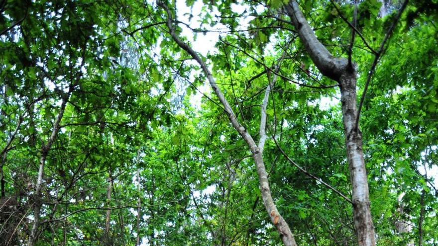 Un trabajador desbroza un monte de Vilagarcía