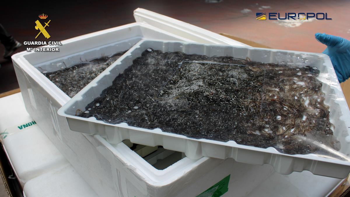 Angulas incautadas en el marco de la operación "Lake", en 2025.