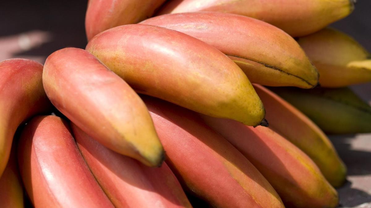El plátano rojo, el secreto mejor guardado de Canarias