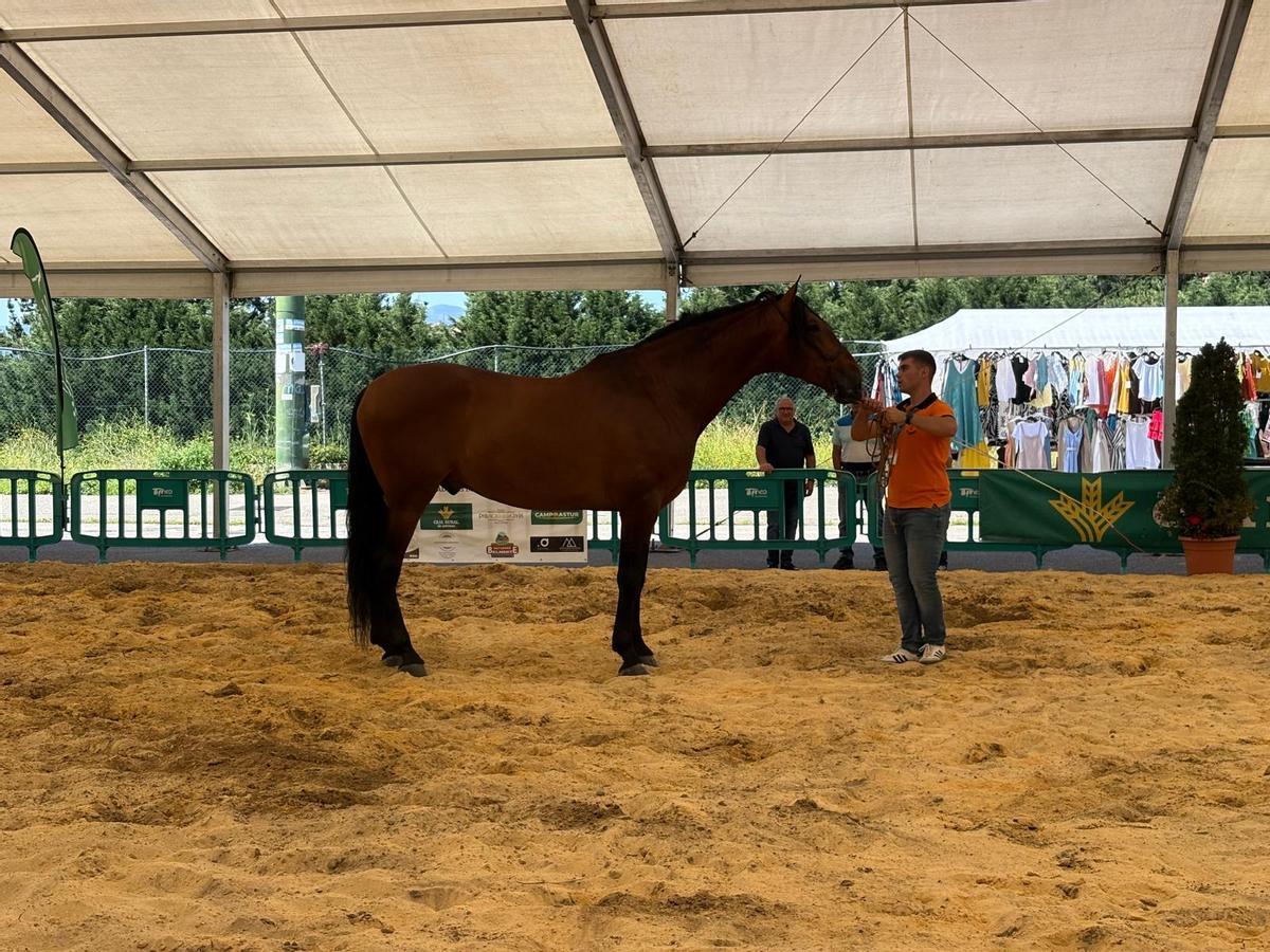 Tineo reúne a los mejores ejemplares de pura raza española y cruzados en su concurso caballar