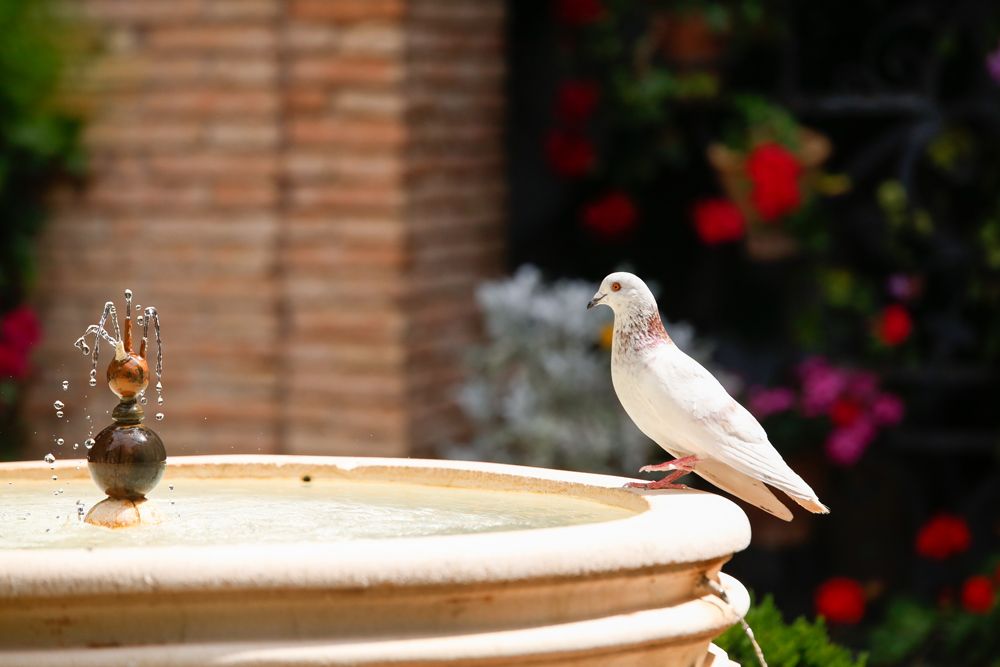 Patios en Viana