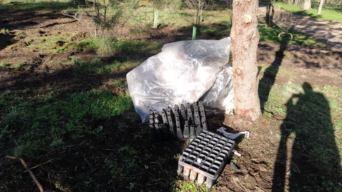 Resultados del plan Renaturaliza en el bosque de Valorio de Zamora: plantación de 4.400 árboles