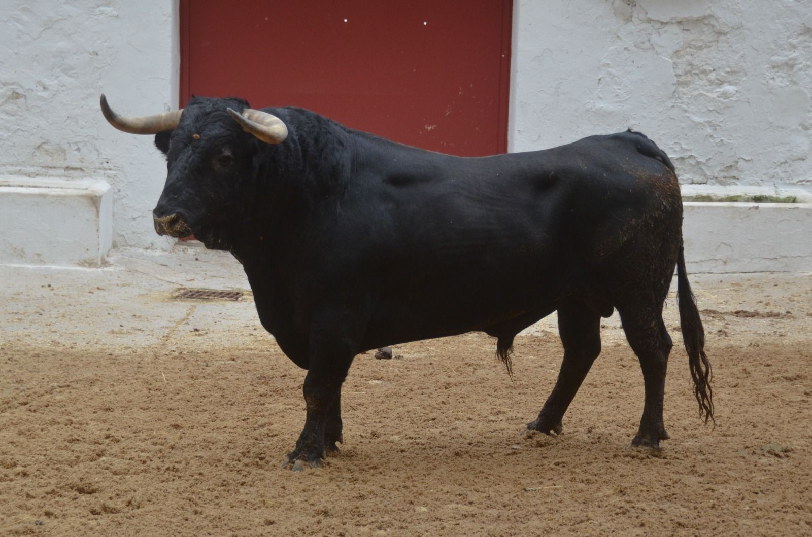 Los toros de la Corrida Concurso de ganaderías en València