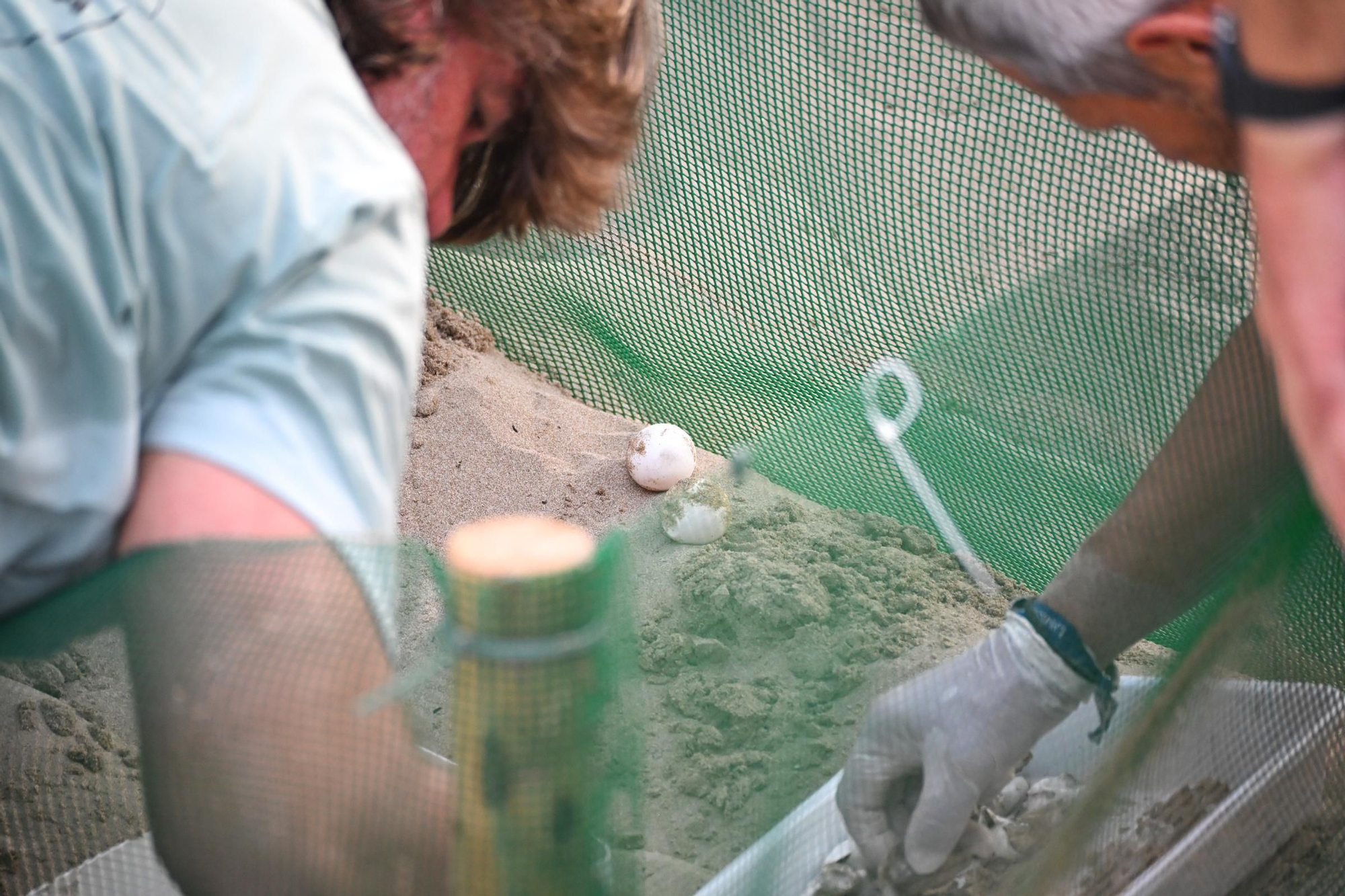 Gran expectación en Arenales del Sol por la suelta de 57 tortugas bobas recién nacidas