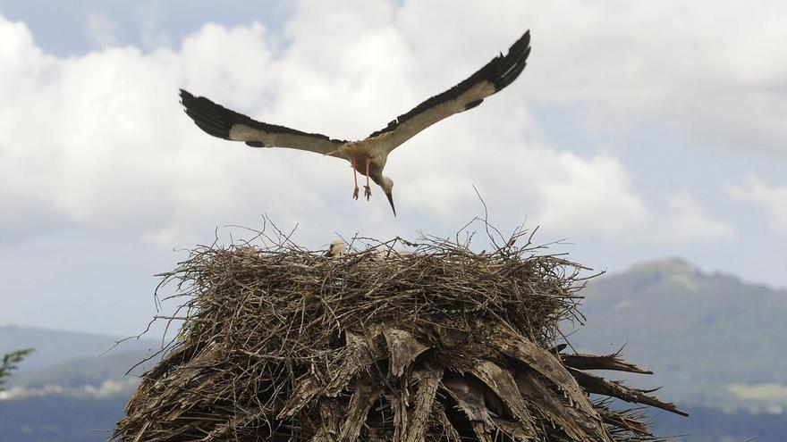 Las aves de los (posibles) futuros billetes de euro: cuáles son y dónde verlas en Galicia y España