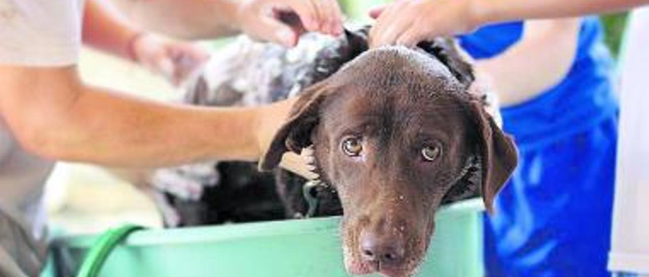 Trasplante de pelo para perro en Turquía
