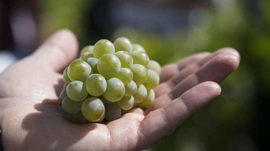 Godello de Valdeorras.