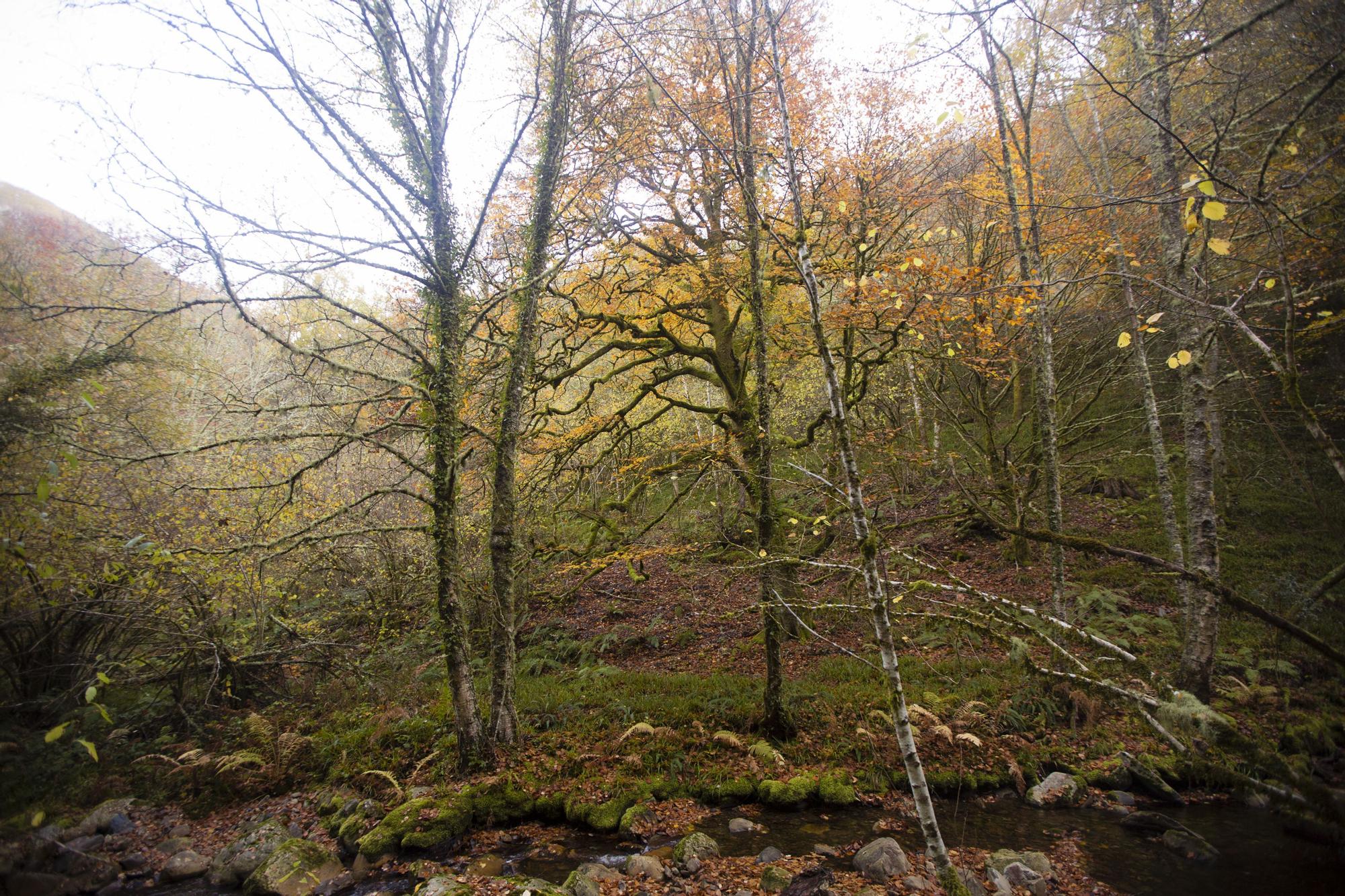 Las 100 fotos que demuestran que el otoño es la mejor época para conocer Asturias