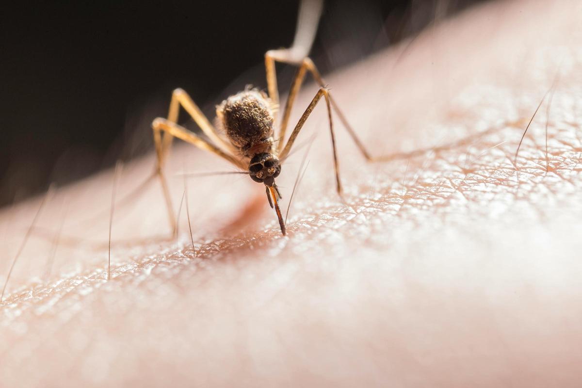 A los mosquitos les gusta el olor a cerveza en la piel.