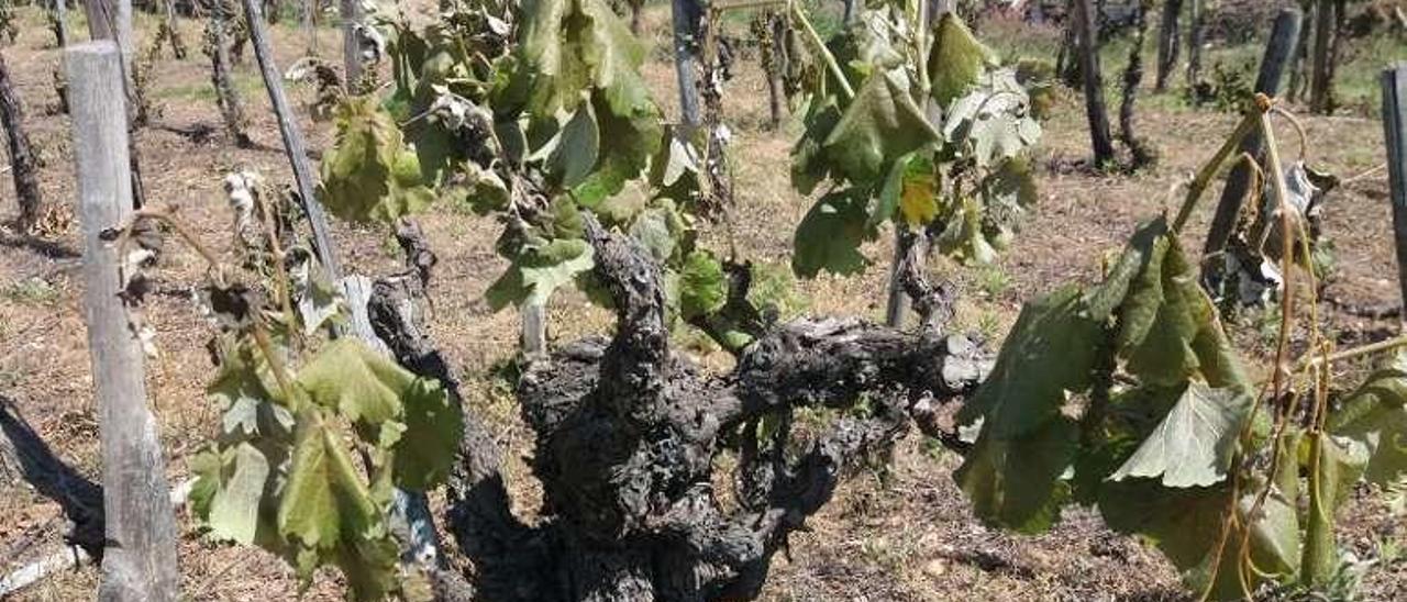 Zonas afectadas por las heladas en la Ribeira Sacra. // FdV