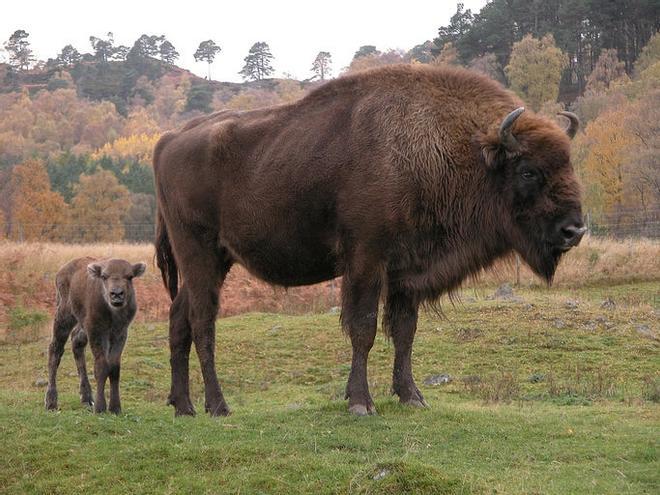 Bisonte Europeo