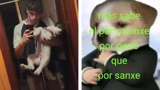 El meme viral de 'perro sanxe' tiene su origen en Málaga