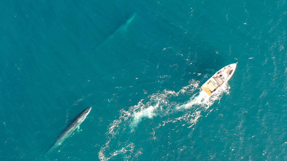 Una embarcación navega en paralelo a las ballenas e incumple la distancia mínima de 60 metros
