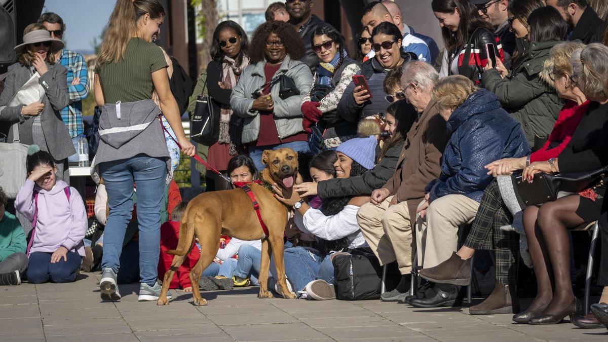Momentos Desfile AUPA - Fundación BIOPARC para fomentar las adopciones de perros en busca de un hogar.