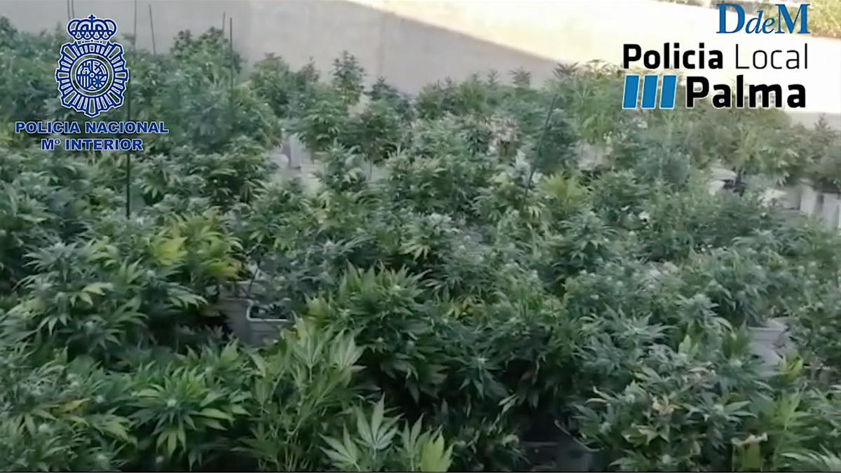La Policía Nacional y Policía Local de Palma desmantelan una plantación de marihuana en la Soletat