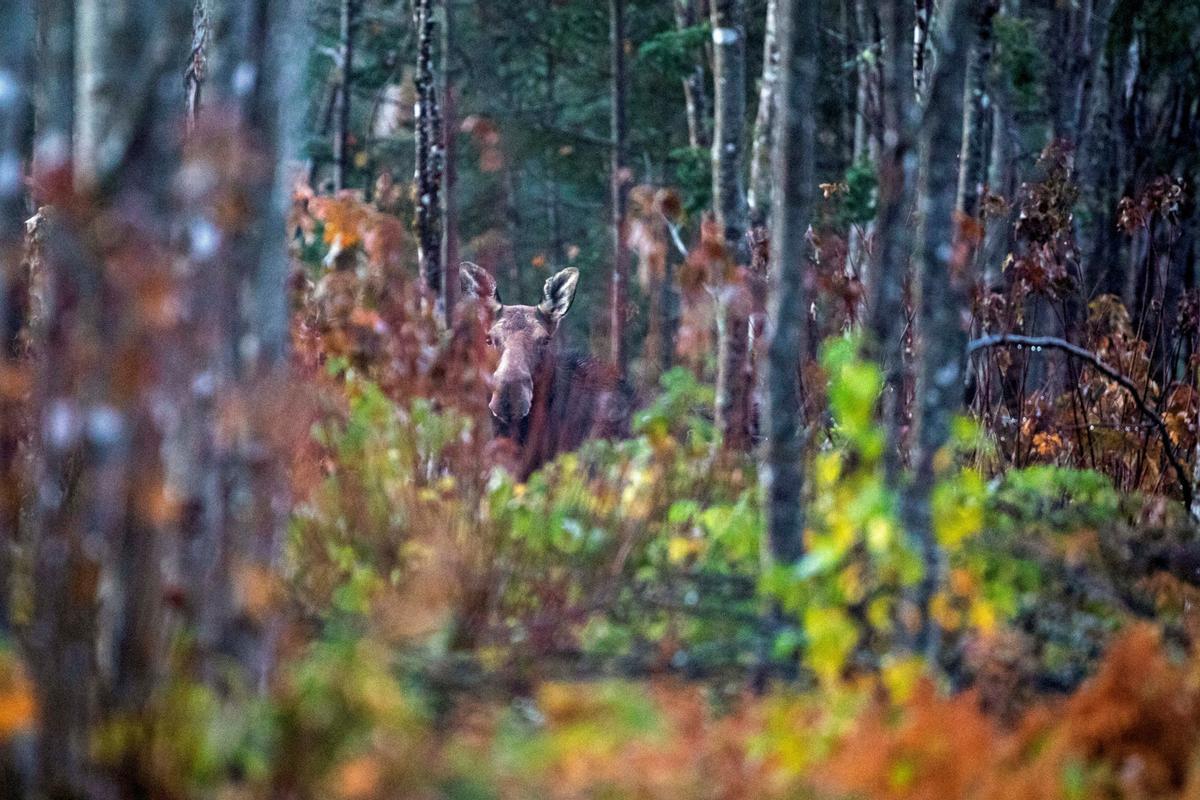 Las crías de alce en Maine, en peligro por las garrapatas y el cambio climático