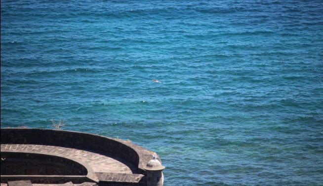 Encuentra el cadáver de un delfín flotando