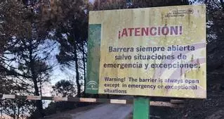 Sierra Bermeja, un bosque de plata vieja donde ya renace el verde