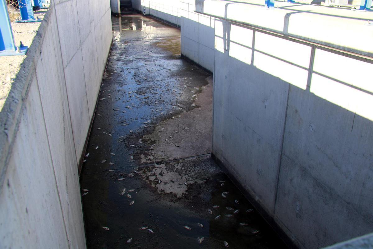 Denuncian la muerte de medio millar de peces en el canal Segarra-Garrigues a les Borges Blanques