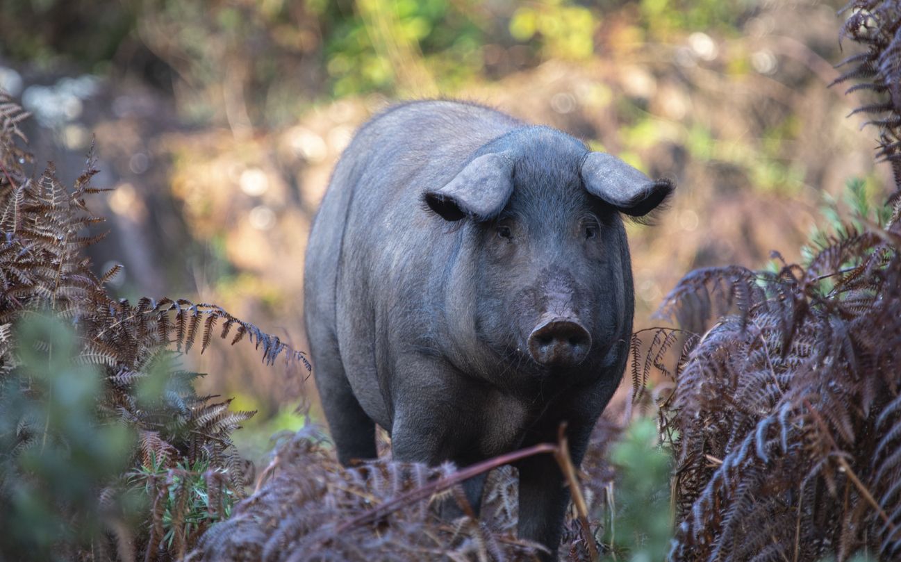 Cerdos de Iberia en el bosque de jabugo que corre Salvaje, otoño Sierra de Aracena, Huelva