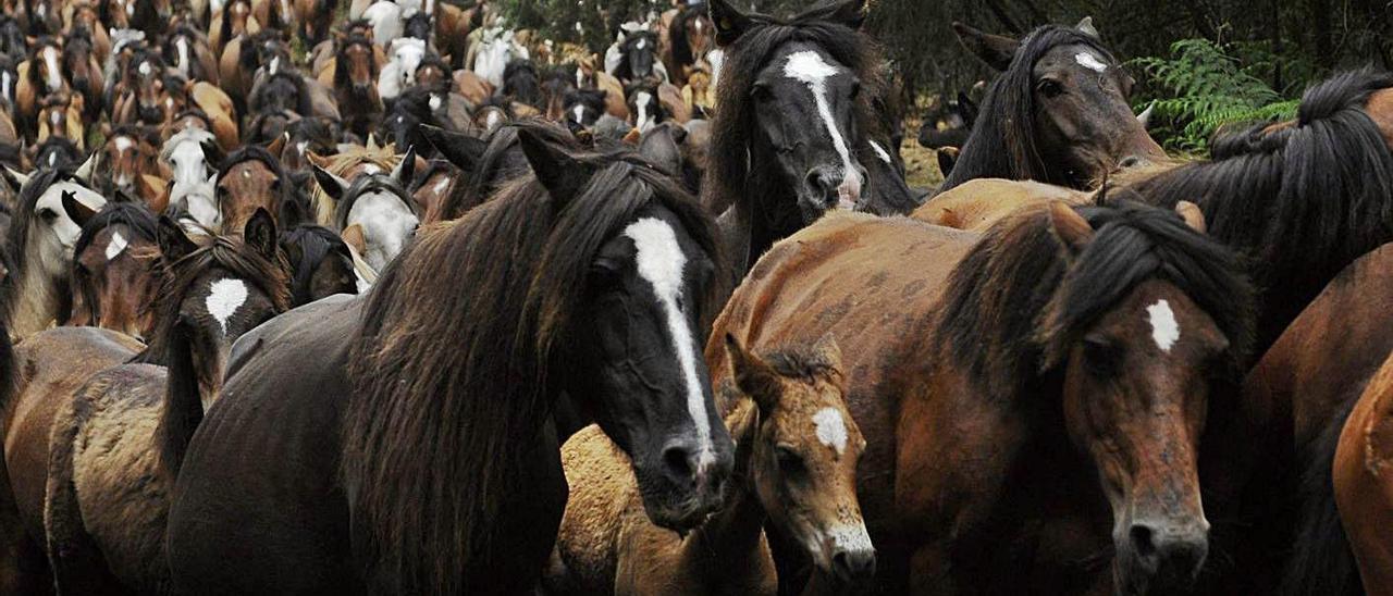 Calculan que el parque Campo das Rosas afectaría al campeo de unos 90 caballos.   | // BERNABÉ/JAVIER LALÍN