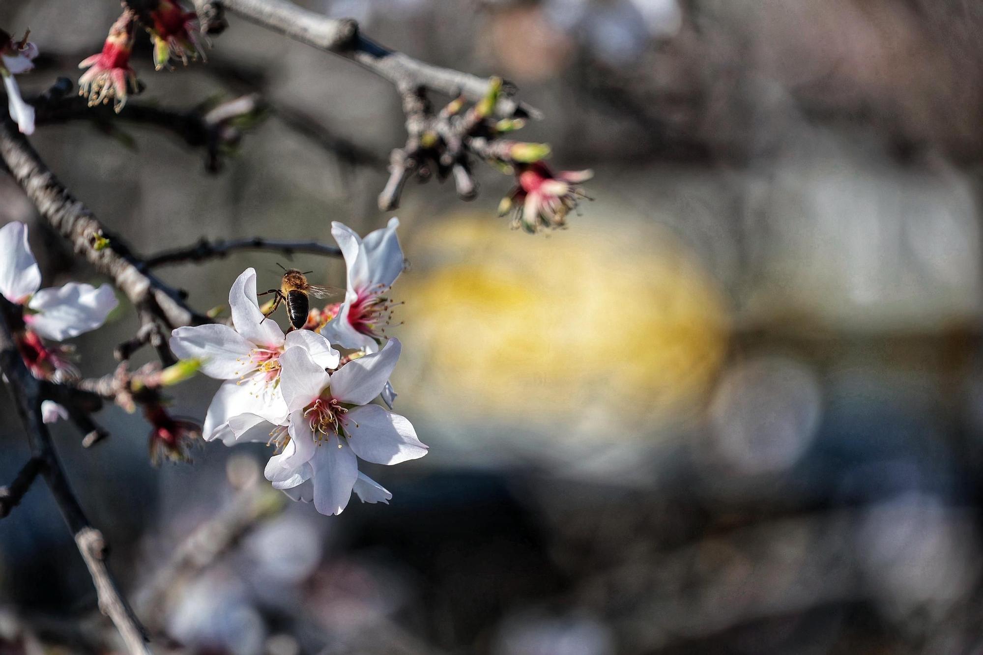 Pateos para ver el almendro en flor