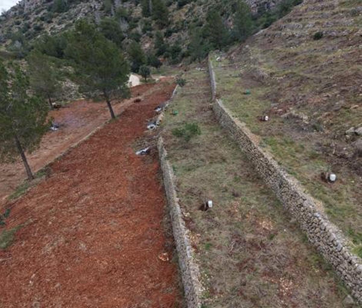 Los bancales desbrozados y los plantones de algarrobo