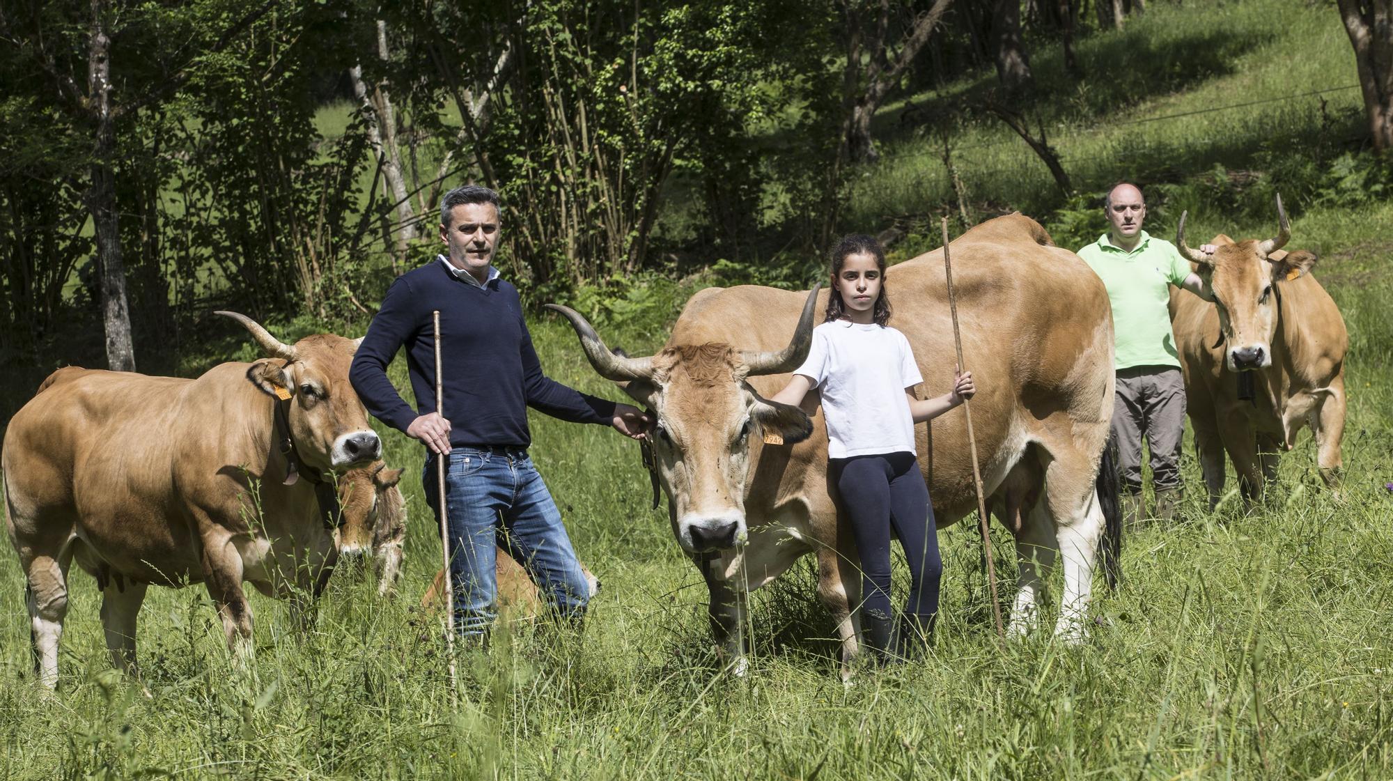 EN IMÁGENES: vacas de ciudad a pocos kilómetros de la calle Uría