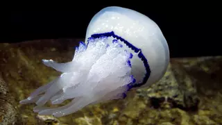 Bandera amarilla en las playas de Blanes por la presencia de medusas