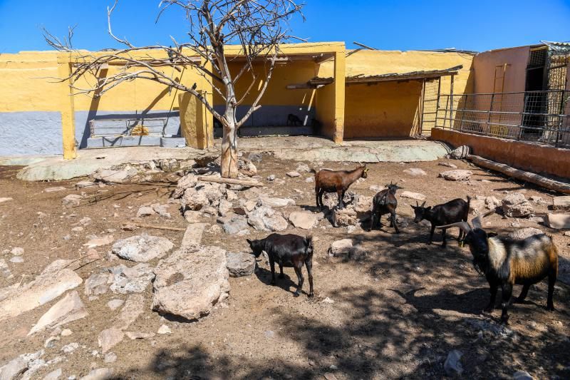 Los zoológicos, sin turistas