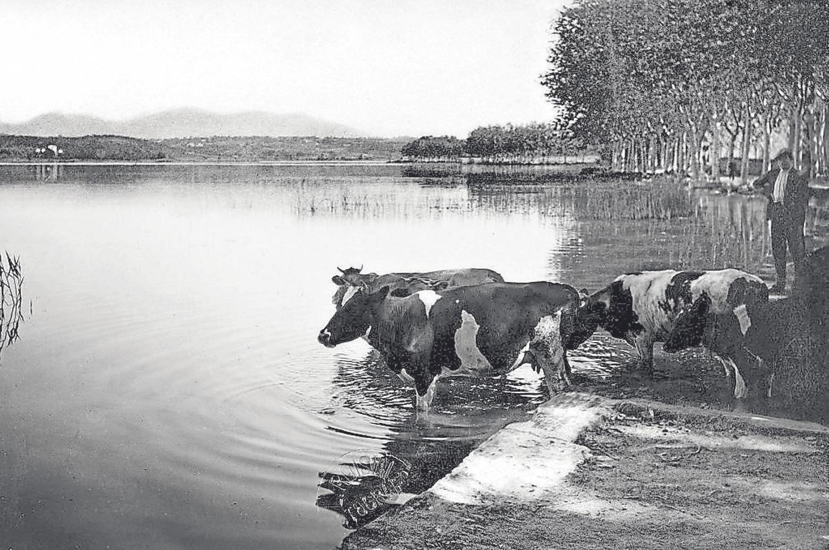 Un ramader abeurant les vaques a l’estany (1920-1930).