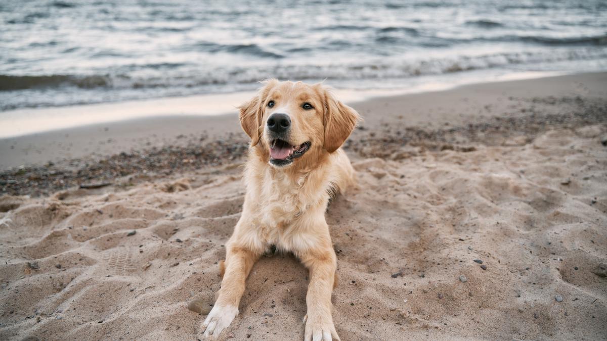 Un perro en la playa