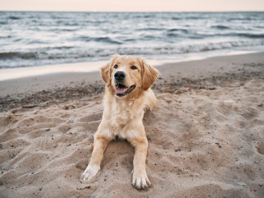 Las mejores playas de Mallorca para ir con tu perro