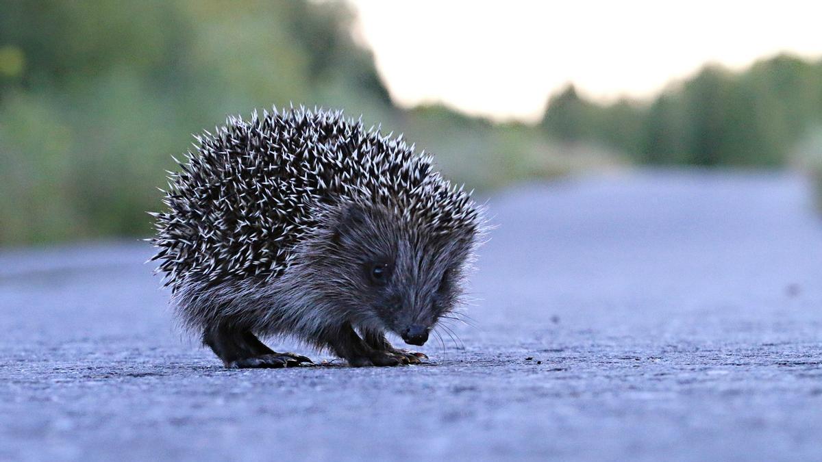 ULTRASONIDOS ERIZOS | Ultrasonidos en los coches como solución para reducir los atropellos de erizos