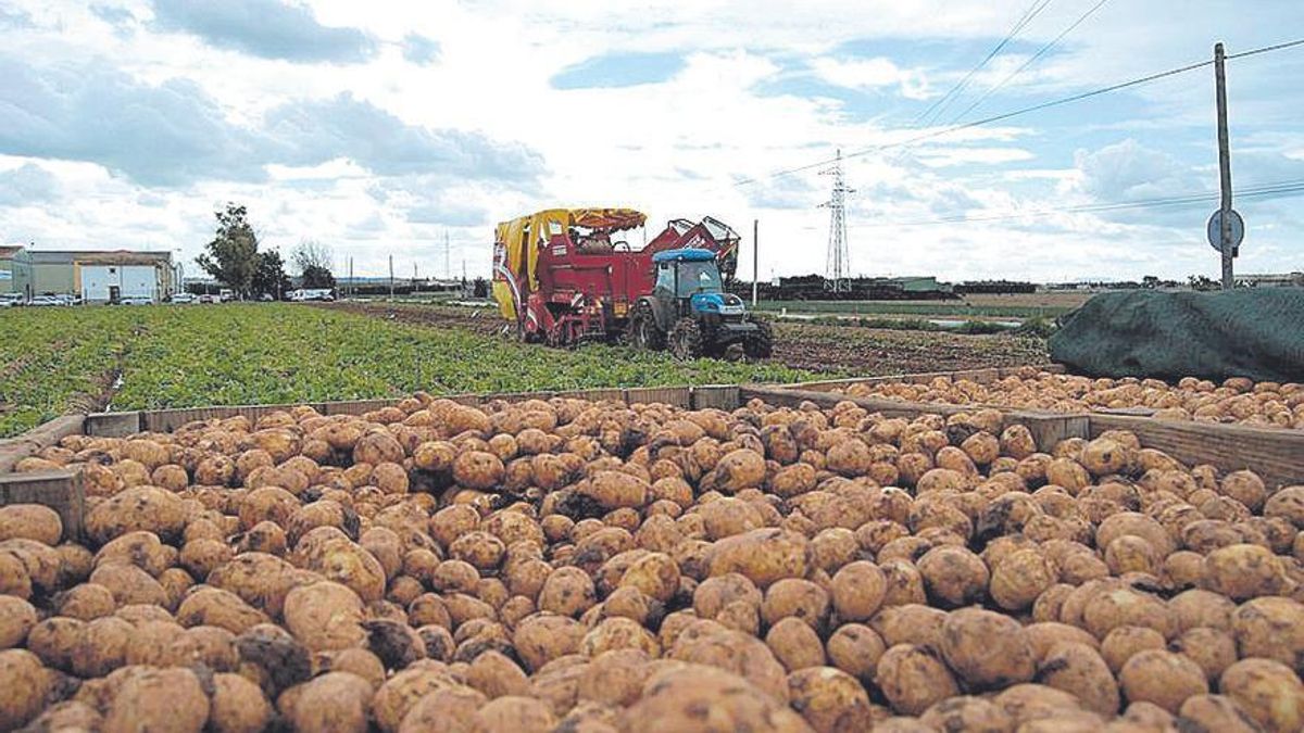 Una imagen de la cosecha de patatas en las 'marjals' de sa Pobla.