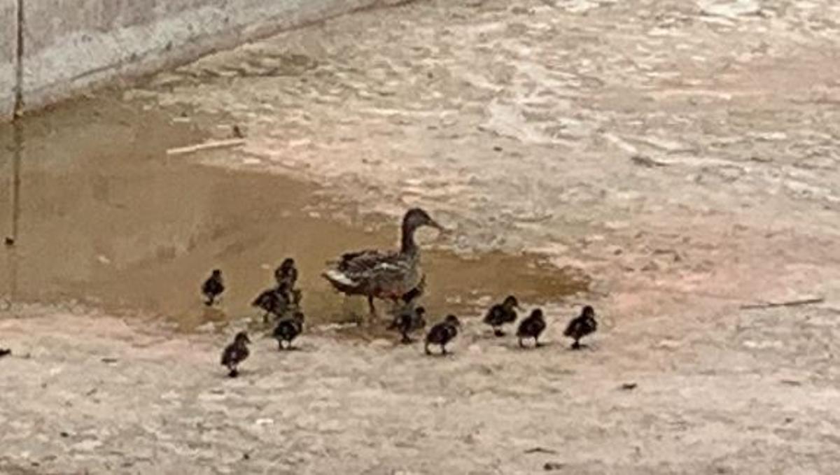 Una família d'ànecs a dins de l'estany.