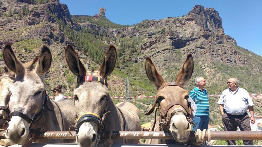 Overbooking de burros en La Culata