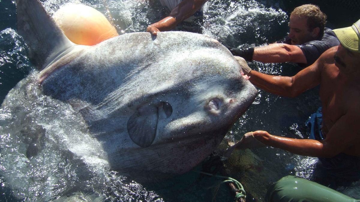 PEZ LUNA GIGANTE: Un monstruo de pez luna revienta la báscula