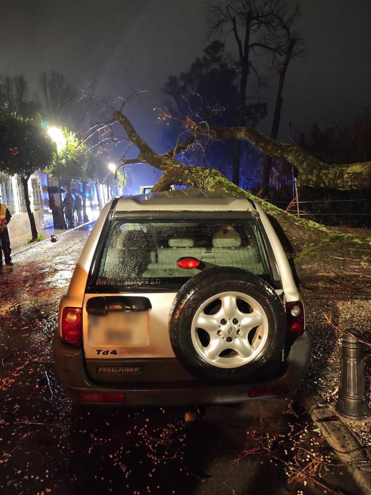 Árbol de gran porte caído sobre un vehículo.