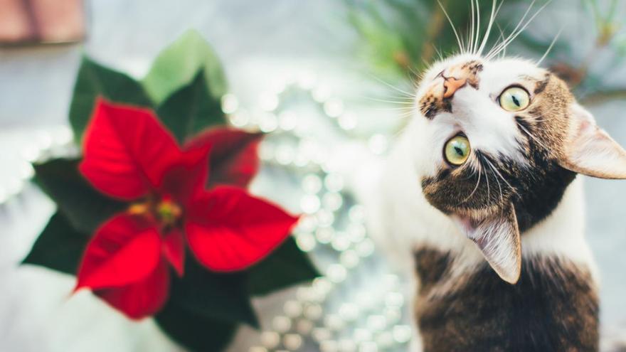 🎄 Navidad | Gatos: ¿Es tóxica la planta de la flor de Pascua?