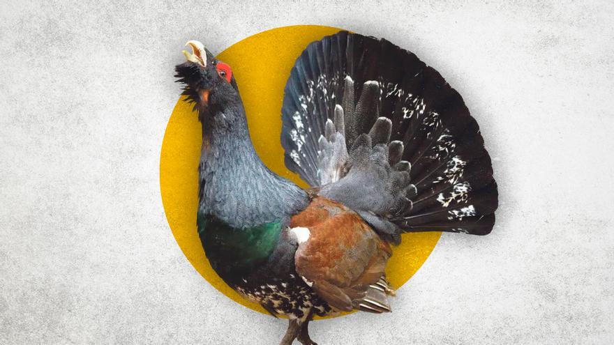 El agónico canto del urogallo Cantábrico, al borde de la extinción &quot;La especie está abandonada en Asturias&quot;