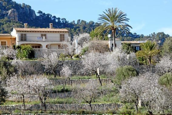 Mandelblüte auf Mallorca