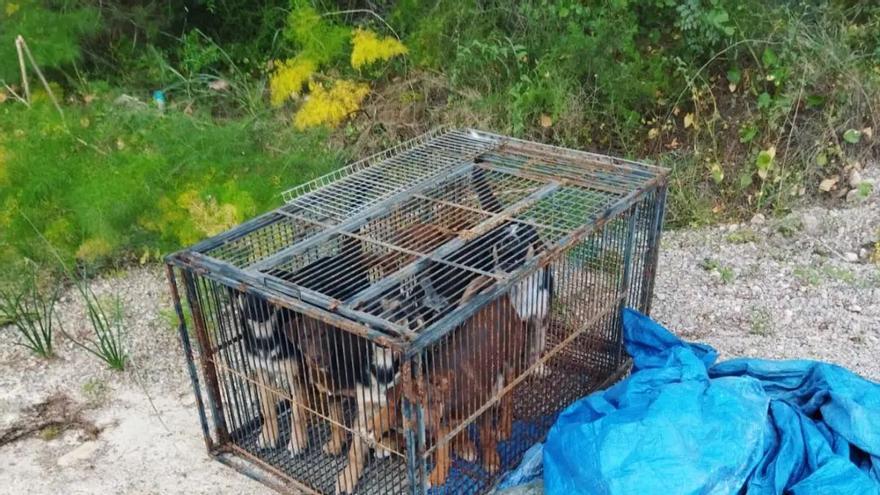 Un operario de la grúa municipal encontró a seis cachorros de perro abandonados.