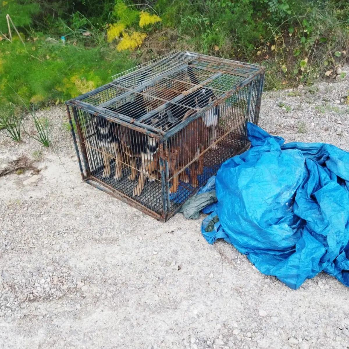 Un operario de la grúa municipal encontró a seis cachorros de perro abandonados.