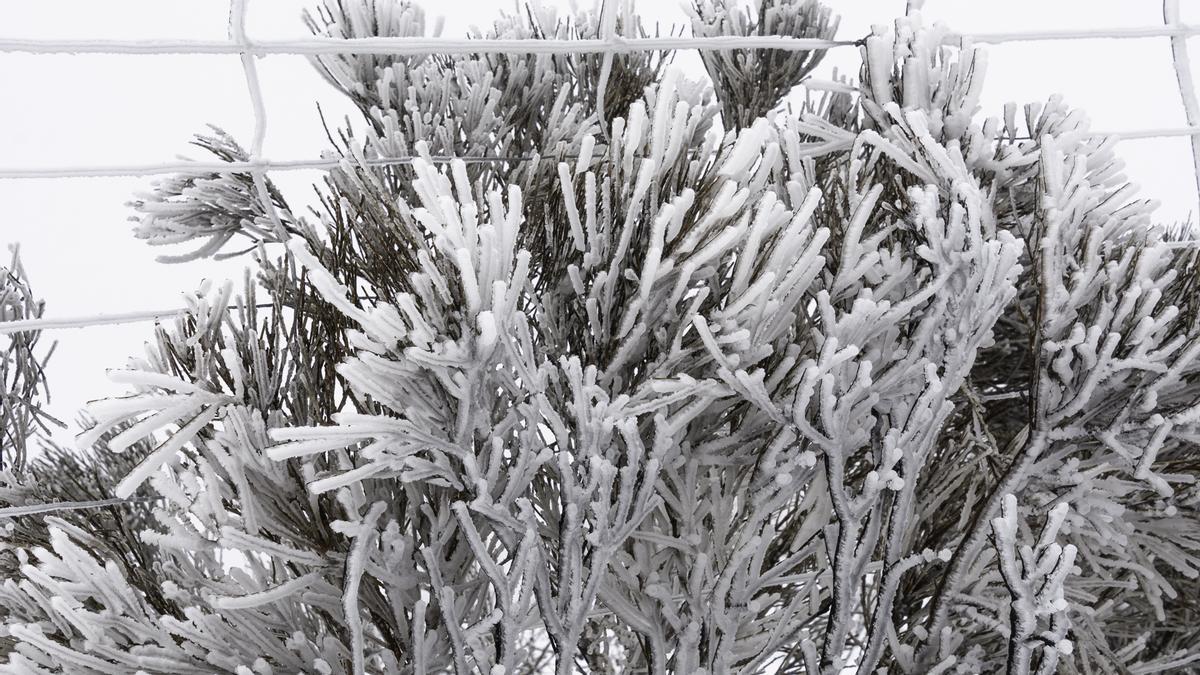 FOTOGALERÍA | La nieve tiñe de blanco la sierra de Hervás FOTOGALERÍA | La nieve tiñe de blanco la sierra de Hervás