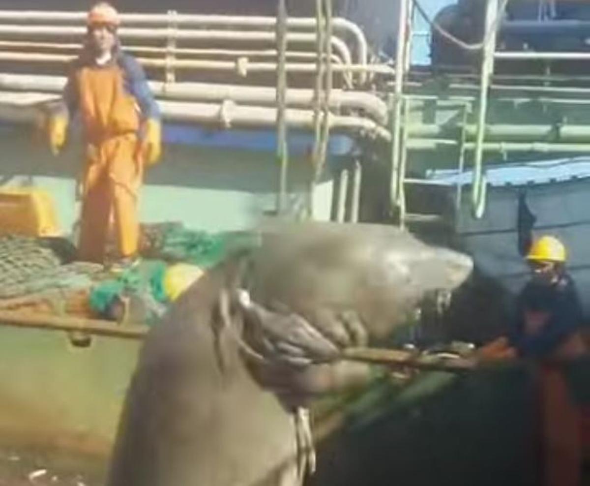 León marino capturado a bordo del «Lu Qing Yuan Yu 206»
