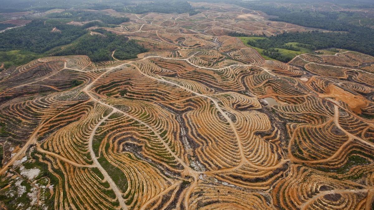 Deforestación en Indonesia