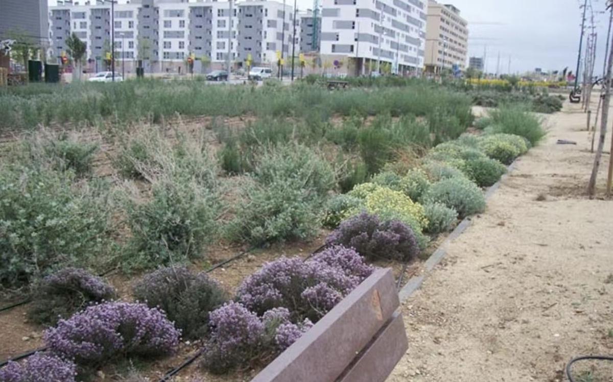 Ejemplo de xerojardinería en Valdespartera (Zaragoza) un tipo de jardín con bajo consumo de agua adecuado para climas secos. UPM