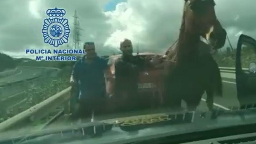 Ponen a salvo un caballo sin jinete en Las Palmas de Gran Canaria